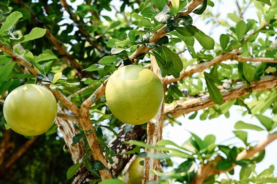 Crescentia alata calabash tree branch with large green round fruits family Bignoniaceae close up exotic tropical plant in garden Da Nang Vietnam