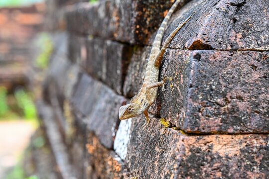 Oriental garden lizard calotes versicolor climbing on an ancient weathered red brick wall at temple ruins in Vietnam