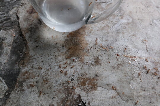 Small ants gathering around a glass cup containing a sweet liquid on a concrete floor. Insect foraging behavior and food attraction in a rural household setting.