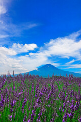 Obraz premium 美しいラベンダーと青空の富士山