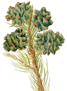 Single Leaf Pinecone Cluster