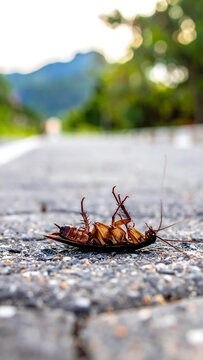 Dead insect on road.