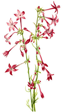 Scarlet Gilia