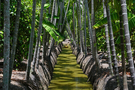 areca trees at groove canal