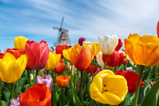 Beautiful colorful tulip flowers in a field with a traditional windmill in the background on a bright sunny day in the Netherlands, Holland. A perfect spring landscape scene.