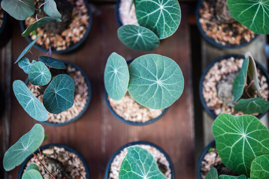 Potted Stephania erecta plant also known as Stephania pierrei on display at Chatuchak flower market in Bangkok, unique expensive caudiciform plant native to tropical forests of Thailand Laos on sale