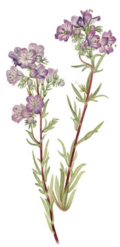 Pale violet blooms