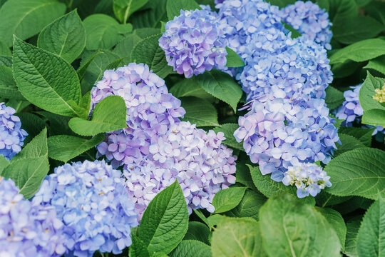 Close-up of blue hydrangea flowers blooming in early summer