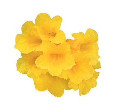 Yellow elder or Yellow bells or Trumpet vine flowers. Close up yellow flowers bouquet isolated on transparent background