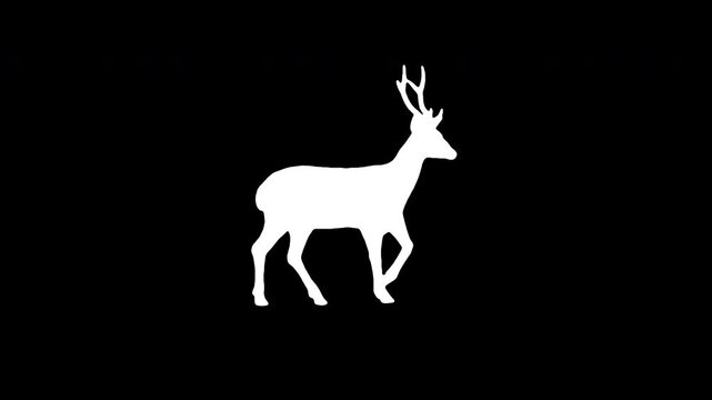 Animation deer walking on black background. Black and white for compositing and presentation. Alpha matte isolated.