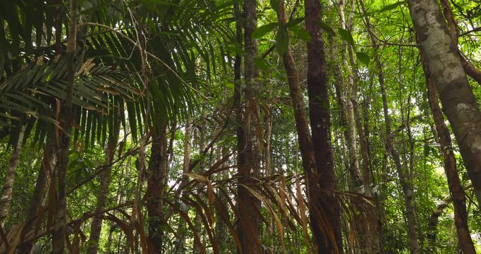 Big tree in tropical deep forest movement video nature background