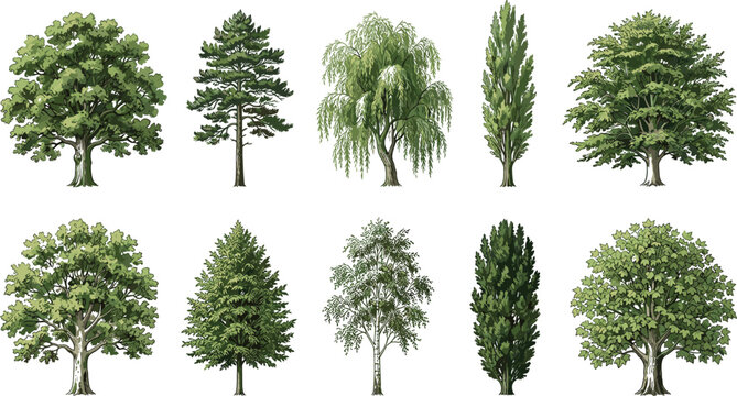 Realistic tree illustrations featuring diverse species with varied foliage textures, canopy shapes, and trunk structures for ecological projects