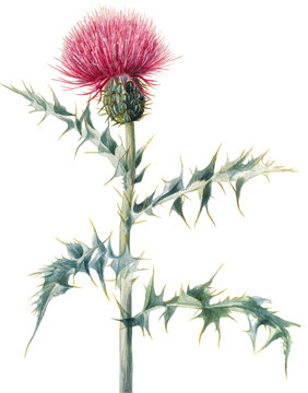 Wild Thistle
