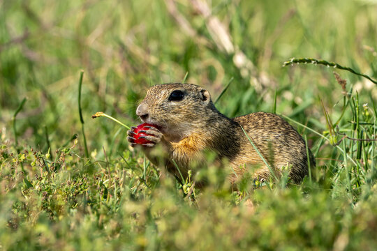 ground squirrel