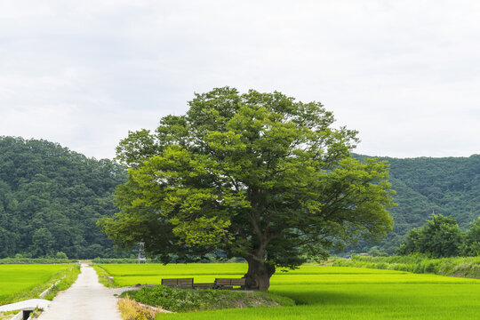 벼,원정리느티나무,보은군,충북