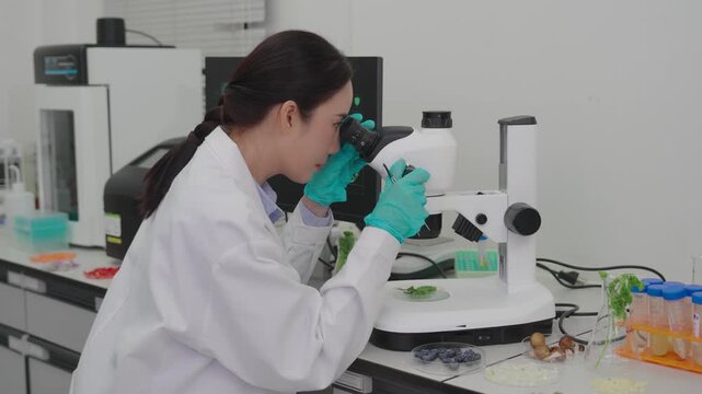 In laboratory quality control testing, food scientists and microbiologists analyze vegetable samples using microscopes.