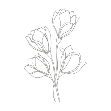 Minimalist Floral Line Art: Magnolia Bloom Illustration
