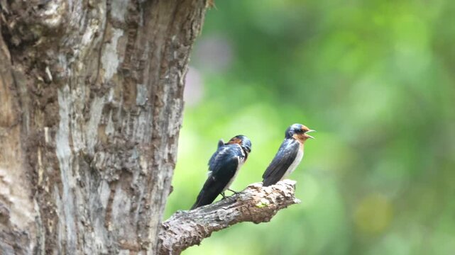 Two Pacific Swallows Perched on a Tree Branch in Lush Forest - 4K