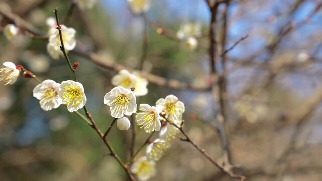 White plum blossoms in full bloom during spring