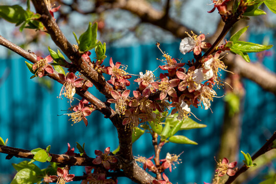 Apricot branch in post-anthesis fruit set stage with persistent calyx and young vegetative growth