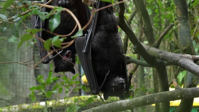 Two Fruit Bats Hanging Upside Down on Tree Branches, Riau Islands, 4K