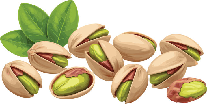Fresh Pistachio Nut Collection with Shelled Pistachios Green Kernels and Leaves Vector Illustration