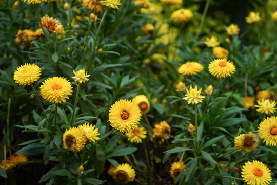 Strawflower or helichrysum bracteatum bloom in garden