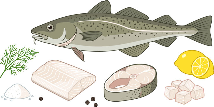 Fresh Atlantic Cod Fish Vector Set Featuring Whole Seafood, Raw Fillet, Steak, Diced Cubes, Lemon, Dill Sprig, and Salt Isolated on White Background