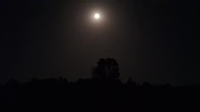 Bright Full Moon Shining in the Dark Night Sky Over Tree Silhouette