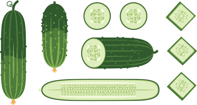 Fresh Green Cucumber and Gherkin Vector Set featuring Whole Vegetables Half Cut Round Slices Longitudinal Seed View and Decorative Diamond Cuts
