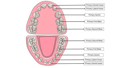 Complete Primary Dentition Set Maxillary and Mandibular Arches - Labelled © Bhuvana
