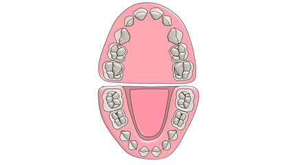 Complete Primary Dentition Set Maxillary and Mandibular Arches - Unlabelled © Bhuvana