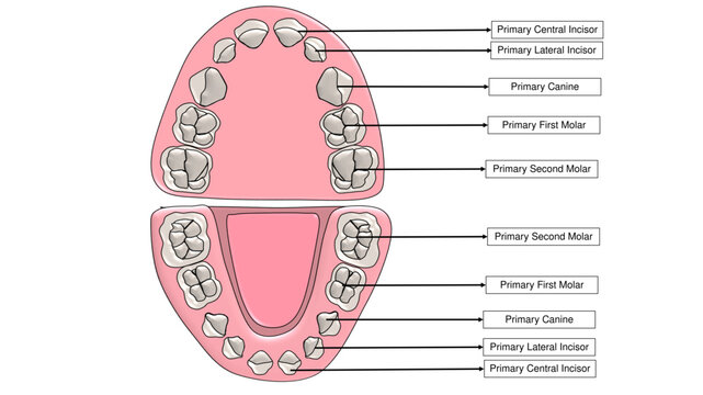 Complete Primary Dentition Set Maxillary and Mandibular Arches - Labelled