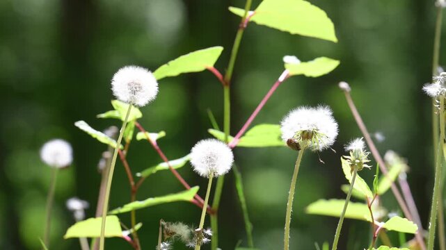  [Slow Motion] A close-up video of dandelion fluff swaying in an early summer forest and fresh greenery