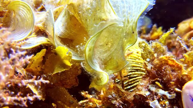 Macro underwater Padina pavonica algae, Golden Sea Squirt tunicate and zebra mussels on rocky Mediterranean seafloor