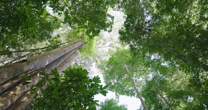 Big tree in tropical deep forest movement video nature background