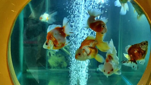 Goldfish Swimming in Aquarium with Bubbles, Decorative Tank, Cinematic 4K