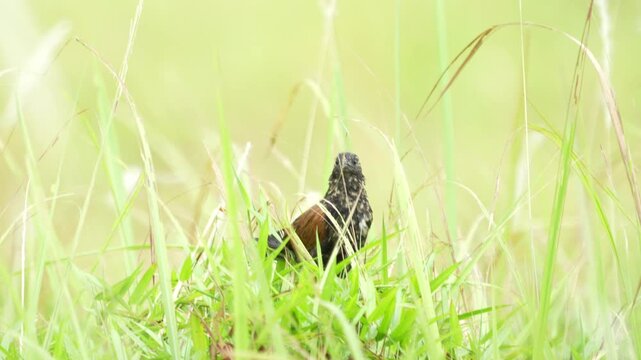 Greater Coucal Bird Perched in Tall Grasses, Cinematic Shot, Indonesia, 4K