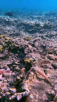 Handheld dolly forward to a perfectly camouflaged black dotted sandperch (Parapercis millepunctata) seen during diving in Dauin, Philippines