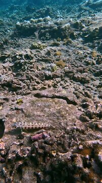 Panning left to reveal a camouflaged black dotted sandperch (Parapercis millepunctata) in the rugged seafloor, spotted during freediving in Dauin, Philippines