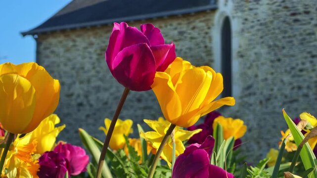Pink and yellow Tulipa gesneriana flowers blooming in cultivated spring garden near historic stone architecture, ornamental species from the Liliaceae family, handheld low angle shot.