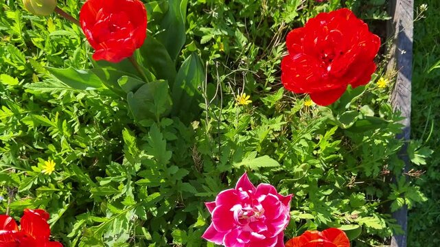 Red and pink Tulipa gesneriana blossoms growing in dense cultivated spring vegetation with layered ornamental petals, vertical pan down handheld garden shot.