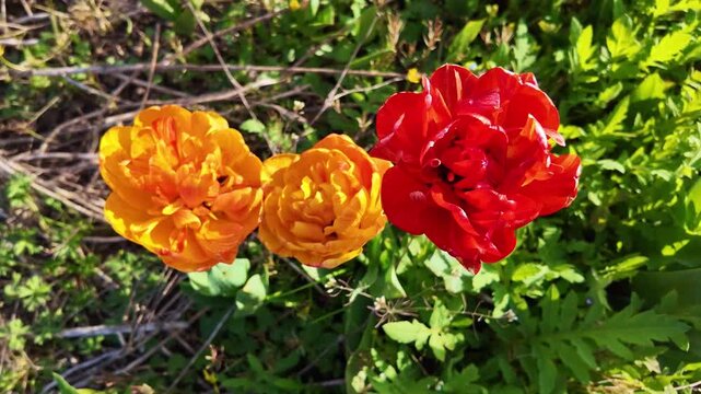 Orange and red double tulips blooming in cultivated spring vegetation, Tulipa gesneriana ornamental flowers from the Liliaceae family, top down macro push in shot.