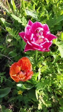 Pink and orange Tulipa gesneriana blossoms growing in cultivated spring vegetation with layered ornamental petals, vertical zenithal handheld garden shot.