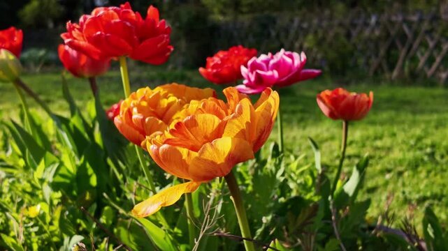 Orange, red and pink double tulips growing in cultivated spring vegetation, Tulipa gesneriana ornamental flowers from the Liliaceae family, handheld reveal shot.