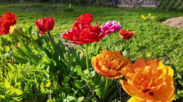 Orange, red and pink double tulips growing in cultivated spring vegetation, Tulipa gesneriana ornamental flowers from the Liliaceae family, extreme close up handheld zenithal shot.
