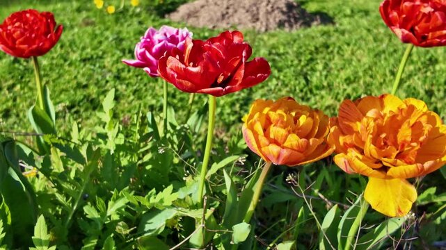 Red, pink and orange double tulips growing in cultivated spring vegetation, Tulipa gesneriana ornamental flowers from the Liliaceae family, handheld lateral reveal shot.