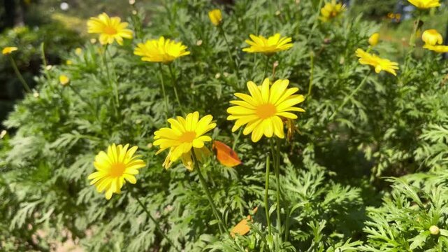 Beautiful yellow marguerite daisy flowers in full bloom inside a public park garden. Botanical stock footage with natural outdoor lighting.