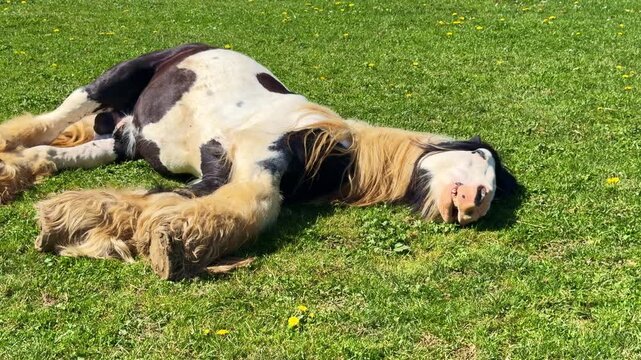 Gypsy Vanner or Irish Cob horse with long mane is lying on its back and relaxing on sunny day in grassy field