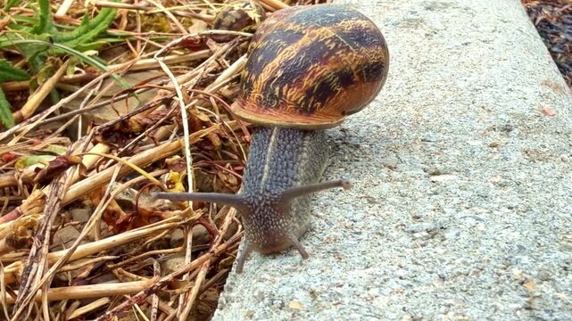 Garden snail Cornu aspersum, Helicidae crawls along concrete edge in extreme close up outdoor shot highlighting shell texture, muscular foot movement, and extended sensory tentacles in natural habitat